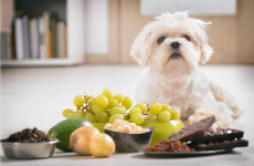 10-alimentos-que-seu-cachorro-nao-pode-comer-1024x683-1-1