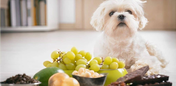 10-alimentos-que-seu-cachorro-nao-pode-comer-1024x683-1-1