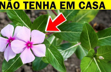 7-plantas-perigosas-que-as-pessoas-tem-em-casa-e-nem-imaginam-03-08111