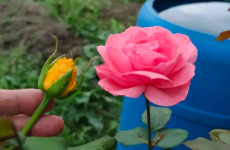 Como enxertar uma rosa em outra variedade o truque finalmente revelado