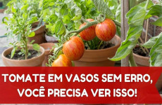 como-plantar-tomate-em-vaso-08-04-1024x683-1-1