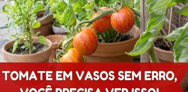 como-plantar-tomate-em-vaso-08-04-1024x683-1-1