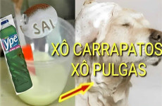 receita-caseira-para-acabar-com-pulgas-e-carrapatos-15-0711-1