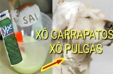 receita-caseira-para-acabar-com-pulgas-e-carrapatos-19-0811