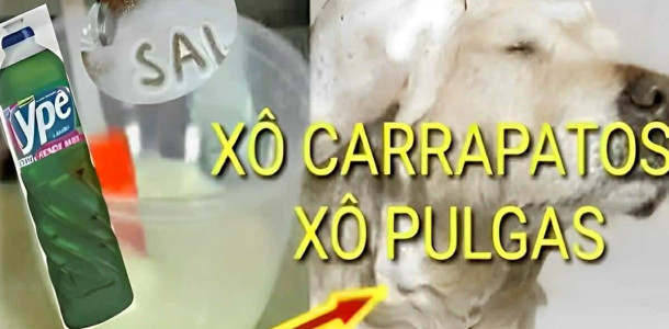 receita-caseira-para-acabar-com-pulgas-e-carrapatos-19-0811