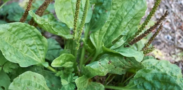 Essa-planta-naCC83o-deve-ser-ignorada-conhecCCA7a-o-poder-maravilhoso-desse-presente-da-natureza