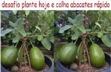 como-plantar-abacate-em-vasos-06-0911