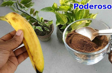 adubo-caseiro-para-plantas-11-10