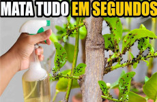 como-acabar-com-as-pragas-das-plantas-17-10