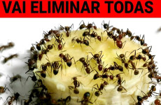 dica-para-eliminar-formigas-24-10