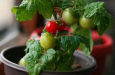 Aprenda a cultivar tomatinho cereja no vaso, gente ele da o ano todo