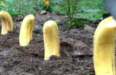 Plante 4 bananas em seu jardim, você realmente não espera o que acontecerá a seguir