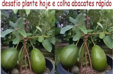 como-plantar-abacate-em-vaso-03-11