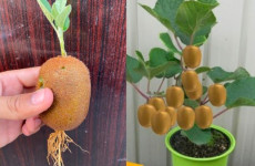 Descubra-o-segredo-de-plantar-kiwi-sem-casa-para-te-lo-infinitamente