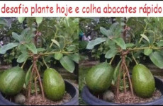 plantar-abacate-1412-1024x683