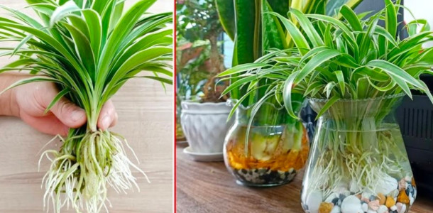 3 plantas que limpam a casa e ajudam a mantê-la limpa