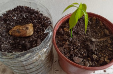 Como-transformar-um-simples-caroco-de-manga-em-uma-planta-majestosa