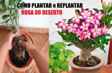 plantar-rosa-20031