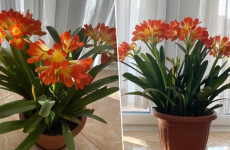 Um-pouco-de-trabalho-e-muita-alegria-como-cuidar-da-planta-CLIVIA-que-tem-flores-que-simbolizam-alegria-1