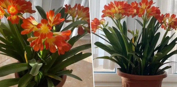 Um-pouco-de-trabalho-e-muita-alegria-como-cuidar-da-planta-CLIVIA-que-tem-flores-que-simbolizam-alegria-1