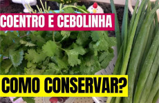 como-conservar-coentro-e-cebolinha-04041