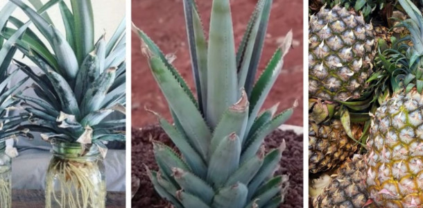 Veja-como-cultivar-um-abacaxi-em-vaso-a-partir-de-sobras