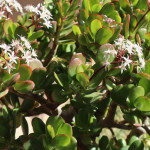 20250910-arvore-jade (1)