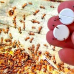 Armadilha-para-formigas-como-elimina-las-de-vez-sem-usar-pesticidas