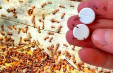 Armadilha-para-formigas-como-elimina-las-de-vez-sem-usar-pesticidas